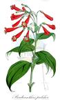 Purdieanthus pulcher