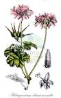 Pelargonium drummondii