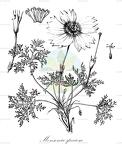 Monsonia speciosa