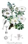 Sarcocaulon spinosum