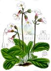 Haberlea rhodopensis