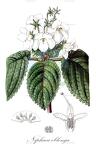 Niphaea oblonga