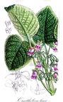 Ornithoboea lacei