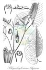 Rhynchoglossum obliquum