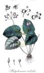 Platystemma violoides