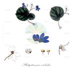 Platystemma violoides