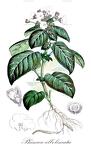 Phinaea albolineata