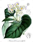 Stauranthera grandifolia