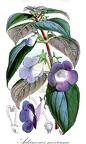 Achimenes mexicana