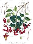 Aeschynanthus bracteatus