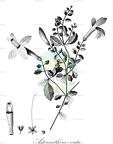 Asteranthera ovata