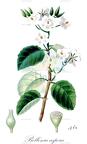 Bellonia aspera