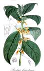 Besleria leucostoma