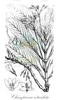Championia reticulata