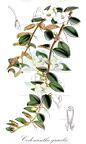 Codonanthe gracilis