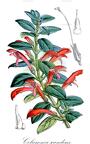 Columnea scandens