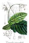 Conandron ramondioides