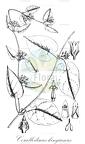 Corallodiscus kingianus