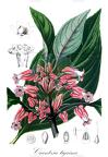 Crantzia tigrina