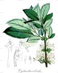 Cyrtandra coleoides