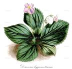 Dorcoceras hygrometricum