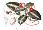 Episcia cupreata