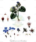 Epithema involucratum