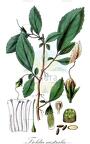 Fieldia australis