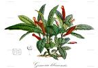 Gesneria libanensis