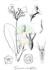 Gesneria viridiflora