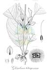 Glossoloma tetragonum