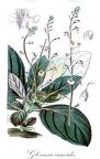 Gloxinia erinoides