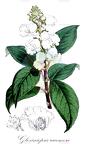 Gloxiniopsis racemosa