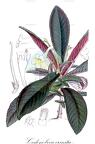 Codonoboea crinita