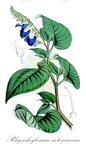 Rhynchoglossum notonianum