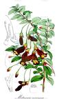 Mitraria coccinea