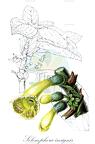 Solenophora insignis