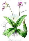 Streptocarpus rexii