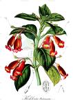 Kohleria trianae