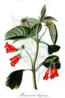 Moussonia elegans