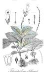 Titanotrichum oldhamii