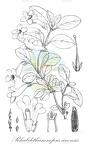 Rhabdothamnopsis sinensis