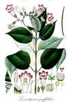 Loxostigma griffithii
