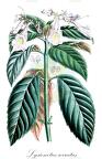 Lysionotus serratus