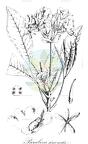 Paraboea sinensis