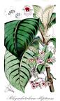 Rhynchotechum ellipticum