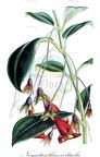 Nematanthus corticola
