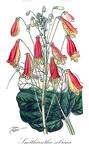 Smithiantha zebrina