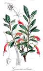 Gesneria cubensis