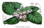 Nautilocalyx bicolor